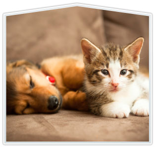 Kitten and Puppy Packages