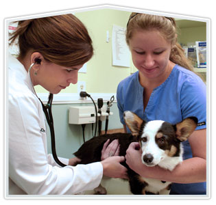 carlsbad pet wellness exam