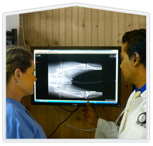 Veterinary Radiology
