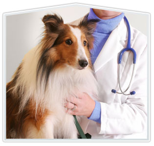 Carlsbad Pet Wellness Services | Health Exams | Cardiff Pet Vaccines